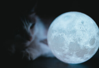 moon and cat