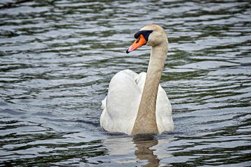 Obraz premium Höckerschwan ( Cygnus olor ).