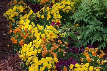 Bright Yellow Marigolds