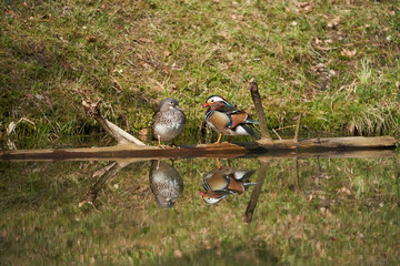 Mandarin duck Aix galericulata perching couple water reflection colours