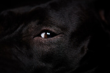Extreme close up of pit bull face on black background. 