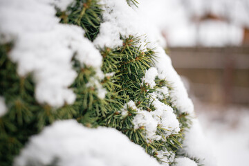 Green spruce branches under a hat of white snow