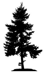 Illustration with pine tree silhouette isolated on white background