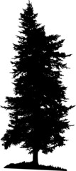 Illustration with pine tree silhouette isolated on white background