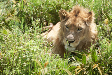 A Young Lion in the morning sun of Ngorongoro crater Serengeti