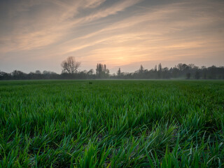 Fototapeta na wymiar Grass at dusk