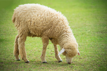 Sheep eating green grass in the farm.