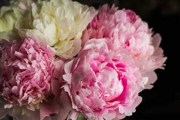 Petals of white and pink peonies close-up on a dark background.