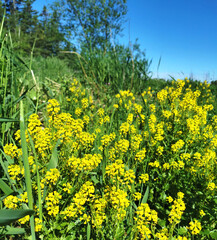 Field of dandelions.