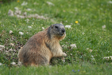 Alpine Marmot Marmota Marmota Switzerland Alps Mountains