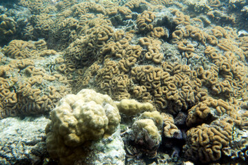Fototapeta na wymiar A coral scene in a tropical sea
