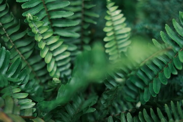 Closeup nature view of green fern leaf on blurred greenery background in garden 