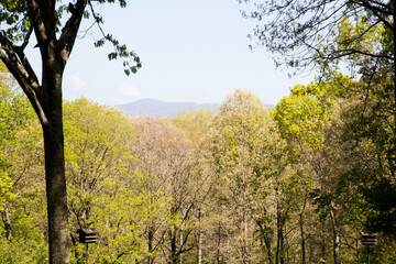 Obraz premium Distant mountain with trees in the foreground