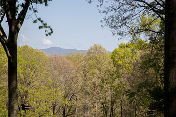 Distant mountain with trees in the foreground