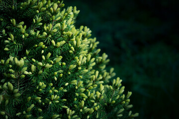 close up of white and green Christmas tree