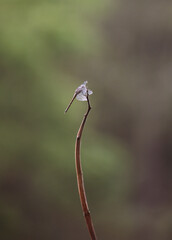 red dragonfly on a branch