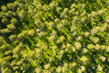 Naklejka premium Pine forest in the soft rays of the morning sun. Texture with various shades of green. Shooting from a drone. Copy space.