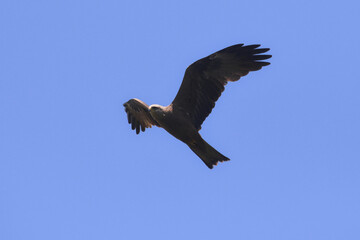 nibbio bruno (Milvus migrans) in volo su sfondo cielo,silhouette