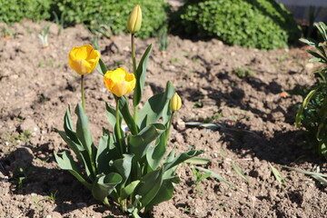 yellow tulips blooming in the garden