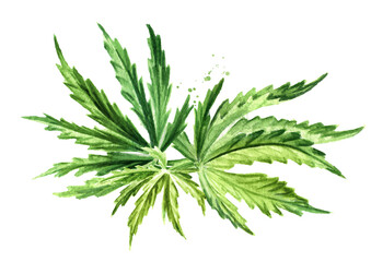 Green branch with leaves of hemp, cannabis sativa, medicinal herb plant, marijuana. Hand drawn watercolor illustration isolated on white background