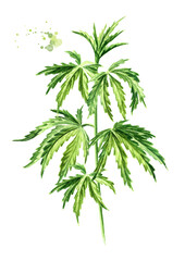 Green branch with leaves of hemp, cannabis sativa, medicinal herb plant, marijuana. Hand drawn watercolor illustration, isolated on white background
