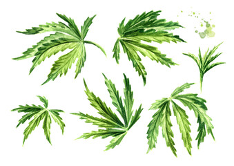 Obraz premium Green leaves of hemp, cannabis sativa, medicinal herb plant, marijuana. Hand drawn watercolor illustration isolated on white background