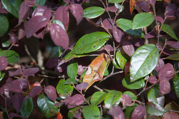 Colorful Tree leaves in nature