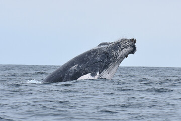 Obraz premium Humpback whale close up. Tumbes, Peru. 