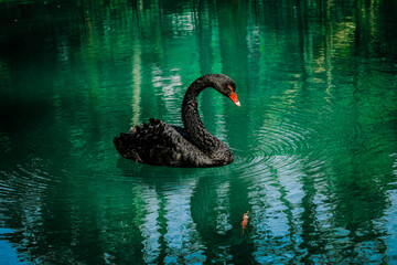 Black swan sweaming at the beautiful lake