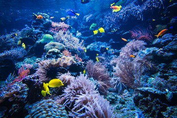 Fototapeta na wymiar Coral reef and fish underwater photo. Underwater world scene.