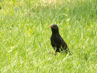 common starling on bright green grass in search of food with a slightly open beak