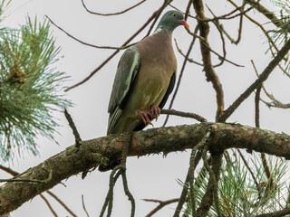 Vahir - a large wild bird from a group of pigeons sitting on a pine branch