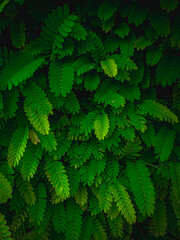 Green leaves