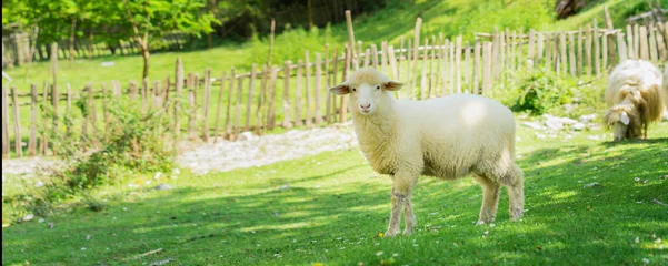 Gordijnen Lamb walking in spring meadow nearly village. Banner edition. © upslim