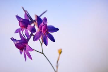 Purple flower against a blue sky with copy space.