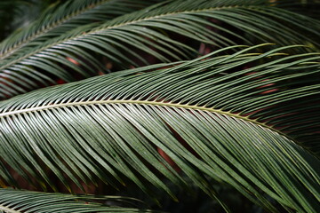 Background with palm leaves.