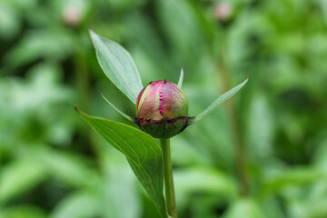 Horizontal natural green background with a round peony bud in the center.