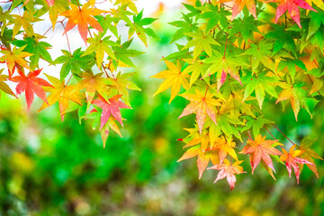 Naklejka na ściany i meble colorful vivid autumn maple leaves with light bokeh background. Fresh natural autumn background