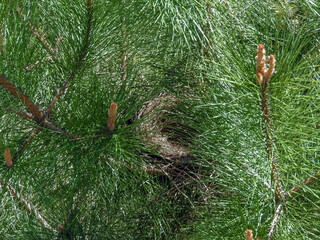 Jay bird nest on a pine tree branch