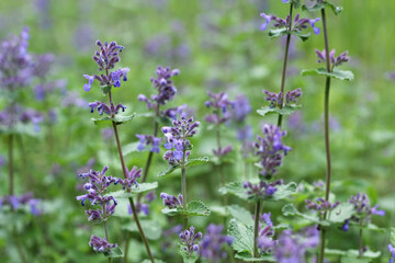 Natural green background with catnip plant. Wild small purple flowers with a pleasant smell that attracts dogs and cats.