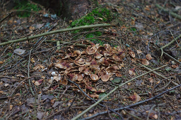 remains of a fir cone on the ground in the forest