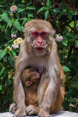 mother with her baby monkey 