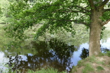 landscape around virginia water