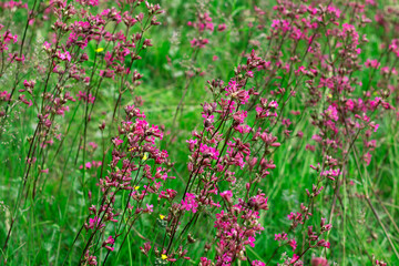 The saturated pink and yellow wildflowers are shot close-up against a blurred green lawn. The photo of a summer meadow for your design.