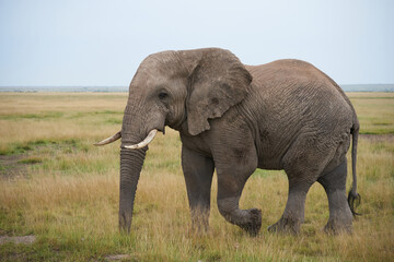 Naklejka na ściany i meble Elephant Big Huge Tusker Amboseli - Big Five Safari -Baby African bush elephant Loxodonta africana