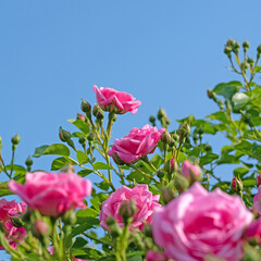 Blühende rote Rosen vor blauem Himmel