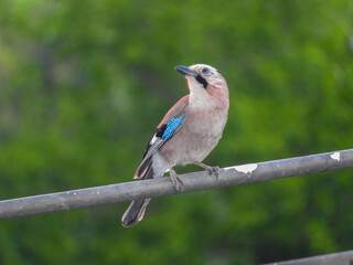 Jay bird sits on a pine branch on a sunny day