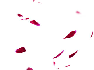 Falling rose petals isolated on white