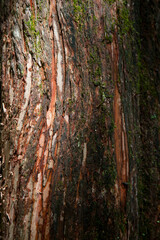 Abstraction of tree bark