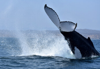 Humpback whale energic peduncle slap. Tumbes, Peru.  © Andrea
